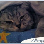аллергия на кошек, что делать