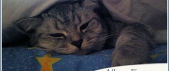 аллергия на кошек, что делать