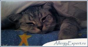 аллергия на кошек, что делать