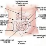 Анатомия кишечника