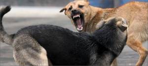 две-агрессивные-собаки