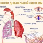 Дыхательная система детей