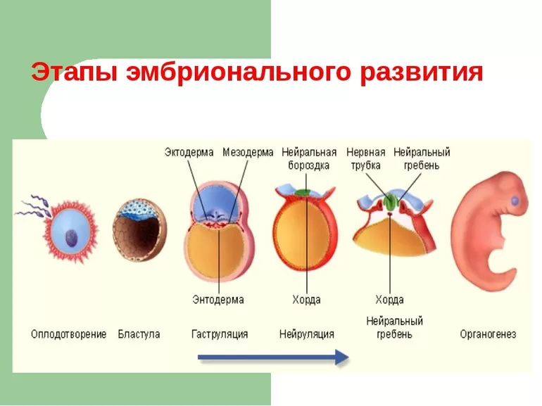 Развитие эмбриона схема