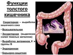 Функции толстого кишечника