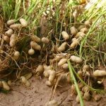 где растет арахис