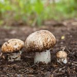 грибы в почве