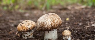 грибы в почве