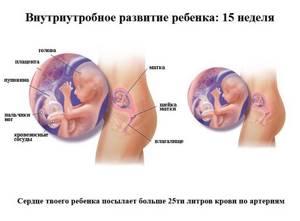 Изображение №0: 15 неделя беременности - ЭКО-блог