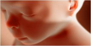 Изображение №2: 20 неделя беременности - ЭКО-блог