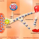 Механизм действия железа