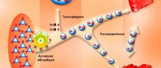 Mechanism of action of iron
