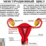 Месячные у девушек и женщин нужны для обеспечения репродуктивной функции