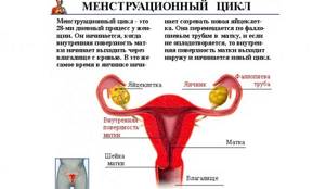 Месячные у девушек и женщин нужны для обеспечения репродуктивной функции