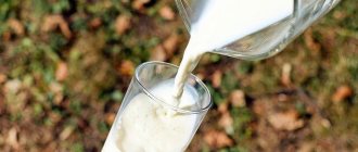 молоко с грецкими орехами для лактации