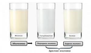 Молозиво и зрелое молоко в стаканах