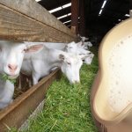Можно ли козье молоко при грудном вскармливании