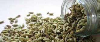 Fennel fruits during breastfeeding – Sweet Babies