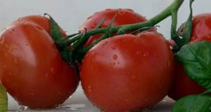 помидоры пр грудном вскармливании