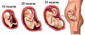 Расположение ребенка в животе по неделям беременности