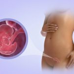 Развитие эмбриона на седьмой неделе беременности