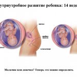 Развитие ребенка на 14 неделе беременности