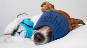 собака в маске для сна с будильником