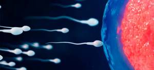 Сперматозоиды