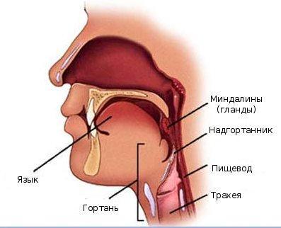 Стафилококк в горле лечение