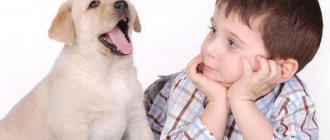 Все о том как проявляется аллергия на собак у детей